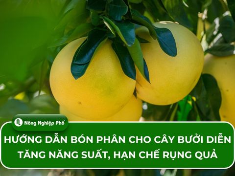 Hướng dẫn bón phân cho cây bưởi Diễn tăng năng suất, hạn chế rụng quả