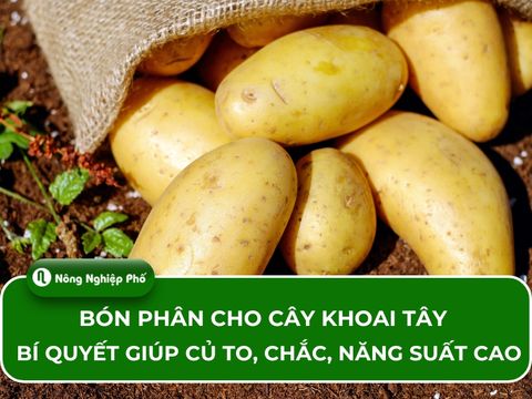 Bón phân cho cây khoai tây: Bí quyết giúp củ to, chắc, năng suất cao