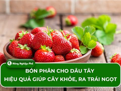 Bón phân cho dâu tây hiệu quả, giúp cây khỏe, ra trái ngọt