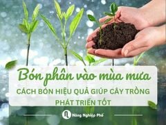 Cách bón phân vào mùa mưa hiệu quả giúp cây trồng phát triển tốt