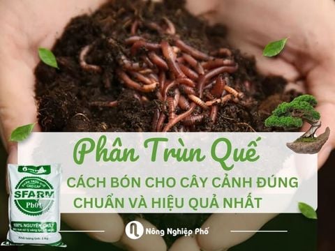 Cách bón phân trùn quế cho cây cảnh đúng chuẩn và hiệu quả nhất