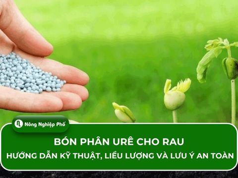 Bón phân ure cho rau: Hướng dẫn kỹ thuật, liều lượng và lưu ý an toàn