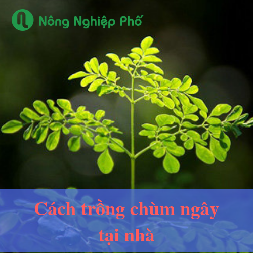 Trồng rau chùm ngây chăm sóc sức khỏe cả nhà