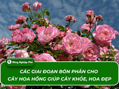 Các giai đoạn bón phân cho cây hoa hồng giúp cây khỏe, hoa đẹp