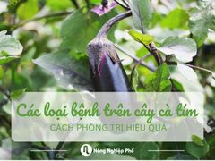 Các loại bệnh trên cây cà tím và cách phòng trị hiệu quả cho nhà vườn