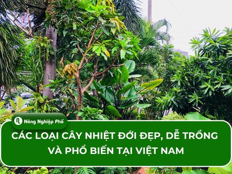 Các loại cây nhiệt đới đẹp, dễ trồng và phổ biến tại Việt Nam