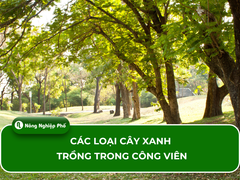 Top 11+ các loại cây xanh trồng trong công viên phổ biến hiện nay