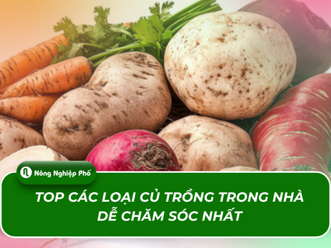 Top các loại củ trồng trong nhà dễ chăm sóc nhất