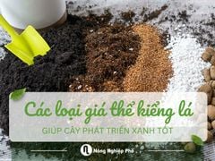 Các loại giá thể kiểng lá tốt giúp cây phát triển xanh tốt