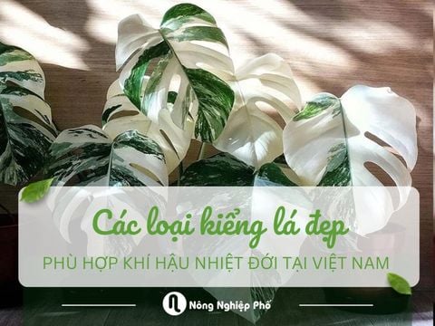 Các loại kiểng lá đẹp phù hợp khí hậu nhiệt đới tại Việt Nam