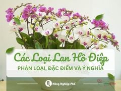 Các Loại Lan Hồ Điệp – Phân Loại, Đặc Điểm và Ý Nghĩa