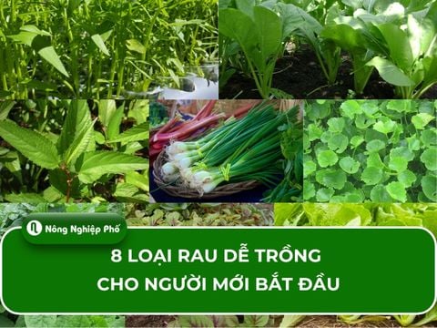 8 LOẠI RAU DỄ TRỒNG CHO NGƯỜI MỚI BẮT ĐẦU