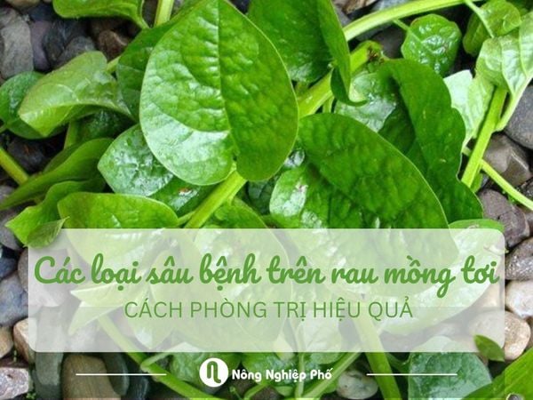 Các loại sâu bệnh trên rau mồng tơi và cách phòng trị hiệu quả