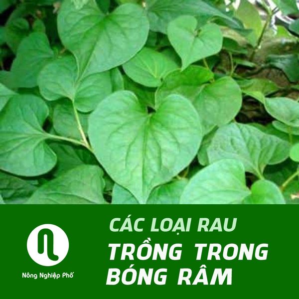 CÁC LOẠI RAU TRỒNG TRONG BÓNG RÂM