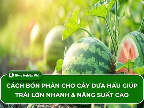 Cách bón phân cho cây dưa hấu giúp trái lớn nhanh & năng suất cao