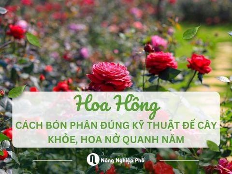 Cách bón phân cho hoa hồng đúng kỹ thuật để cây khỏe, hoa nở quanh năm