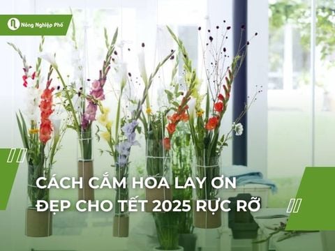 Cách cắm hoa lay ơn đẹp cho Tết 2026 rực rỡ