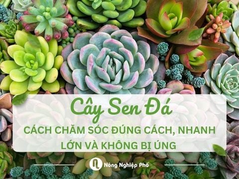 Cách chăm sóc cây sen đá đúng cách, nhanh lớn và không bị úng