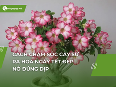 Cách chăm sóc cây sứ ra hoa ngày Tết đẹp, nở đúng dịp