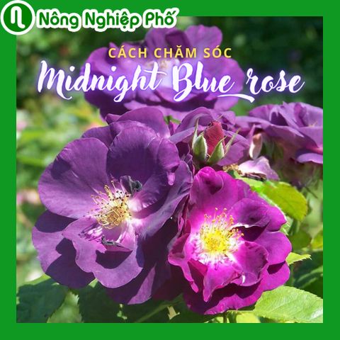 Cách chăm sóc hoa hồng Midnight Blue rose | Nông Nghiệp Phố