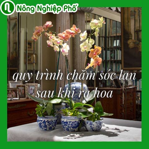 Quy trình chăm sóc lan sau khi ra hoa mới nhất | Nông nghiệp phố