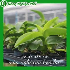 Cách chăm sóc trong mùa nghỉ của hoa lan | Nông Nghiệp Phố