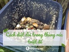 Cách diệt dòi trong thùng rác triệt để. Không còn lo dòi quay lại