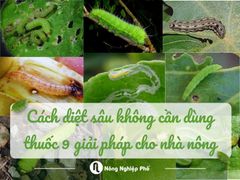 9 cách diệt sâu không cần dùng thuốc, dễ làm, hiệu quả cao