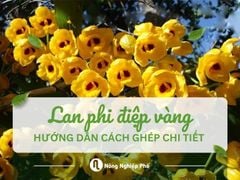 Cách ghép lan phi điệp vàng: Hướng dẫn ghép chi tiết