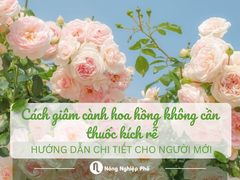 Cách giâm cành hoa hồng không cần thuốc kích rễ: Hướng dẫn chi tiết cho người mới