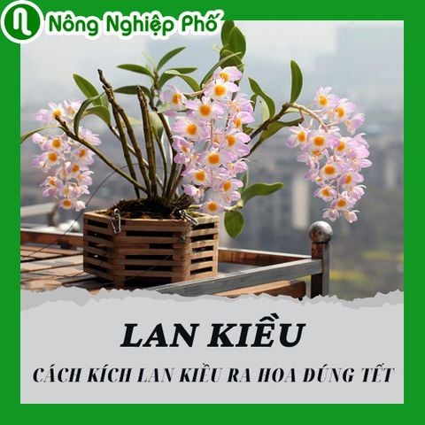 Cách kích Lan Kiều ra hoa Tết | Nông nghiệp phố