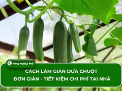 Cách làm giàn dưa chuột đơn giản, tiết kiệm chi phí tại nhà