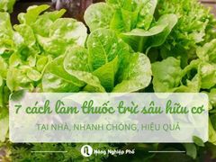 Top 7 cách làm thuốc trừ sâu hữu cơ tại nhà nhanh chóng, hiệu quả