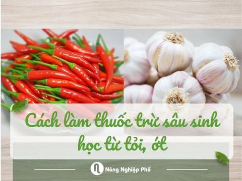 Cách làm thuốc trừ sâu sinh học từ tỏi, ớt tại nhà hiệu quả và an toàn