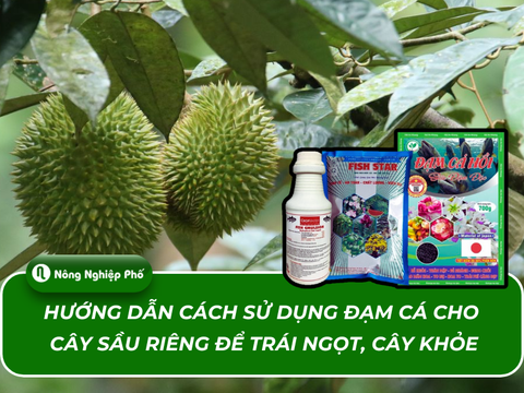 Hướng dẫn cách sử dụng đạm cá cho cây sầu riêng để trái ngọt, cây khỏe