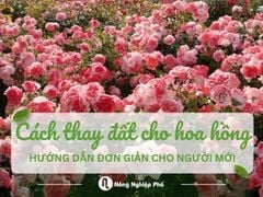 Cách thay đất cho hoa hồng: Hướng dẫn đơn giản cho người mới