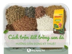Hướng dẫn cách trộn đất trồng sen đá đúng kỹ thuật tại nhà