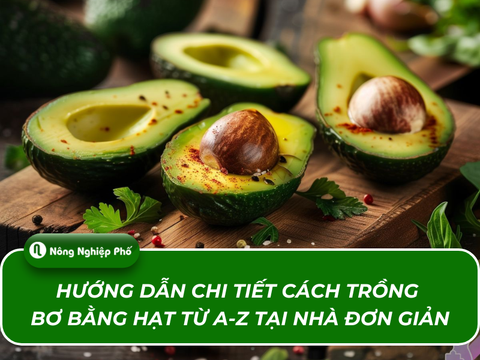 Hướng dẫn chi tiết cách trồng bơ bằng hạt từ A-Z tại nhà đơn giản