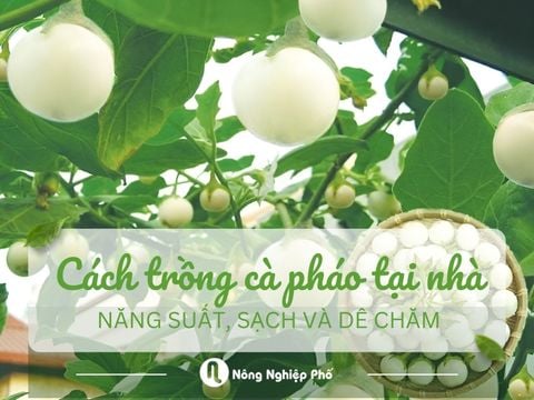 Cách trồng cà pháo tại nhà năng suất, sạch và dễ chăm
