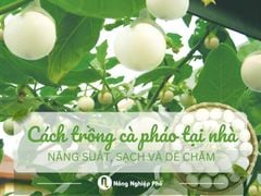 Cách trồng cà pháo tại nhà năng suất, sạch và dễ chăm