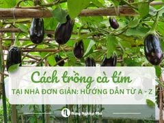 Cách trồng cà tím tại nhà hiệu quả: Hướng dẫn từ A - Z