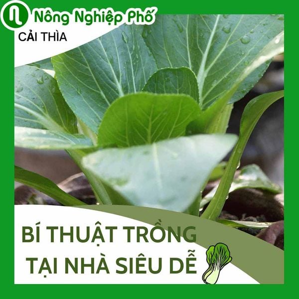 Cách trồng cải thìa tại nhà siêu dễ trong mùa dịch | Nông nghiệp phố