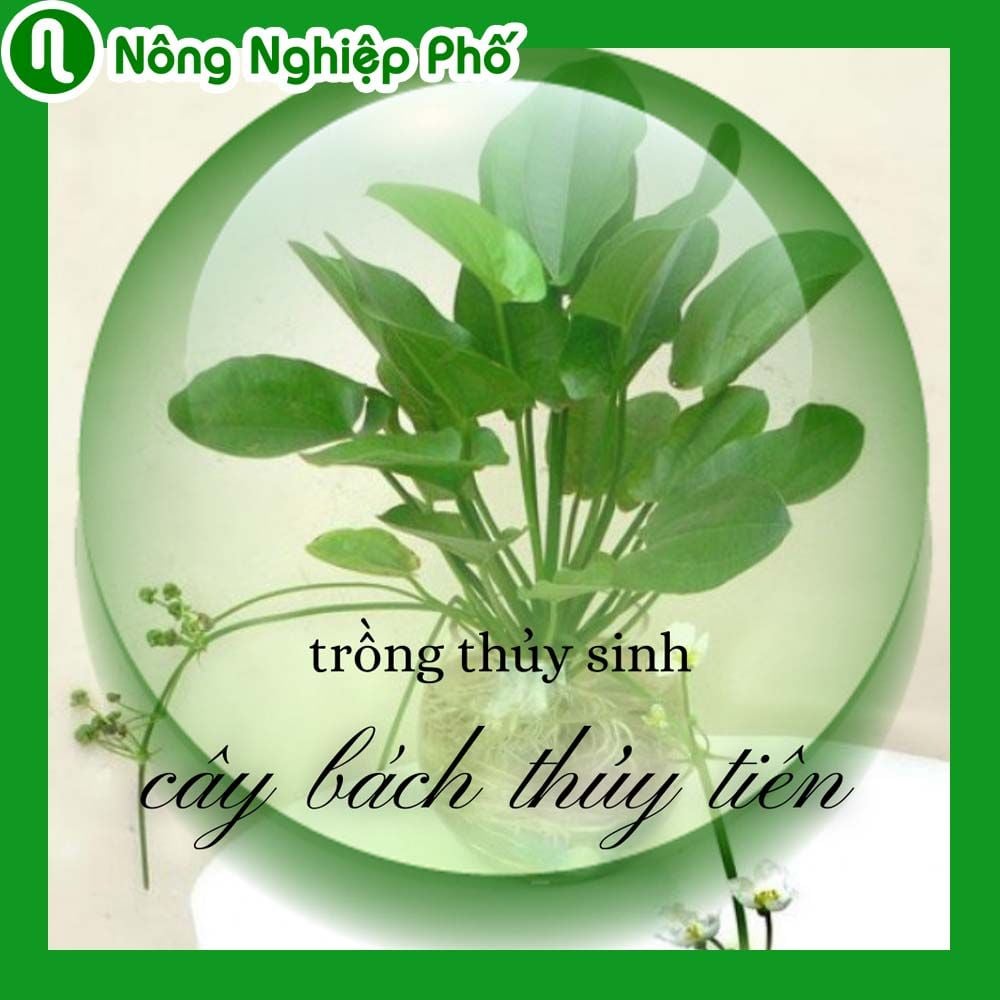 Bí Quyết Trồng Bách Thủy Tiên Thủy Sinh Đem Lại Tài Lộc – Nông Nghiệp Phố