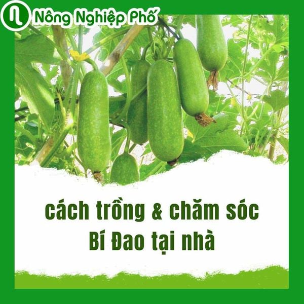 Mách bạn cách trồng và chăm sóc bí đao tại nhà sai lúc lỉu