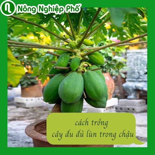 Cách trồng cây đu đủ lùn trong chậu chơi xuân | Nông nghiệp phố