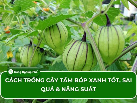 Cách trồng cây tầm bóp xanh tốt, sai quả và năng suất