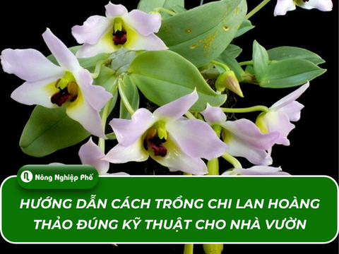 Hướng dẫn cách trồng Chi lan Hoàng Thảo đúng kỹ thuật cho nhà vườn