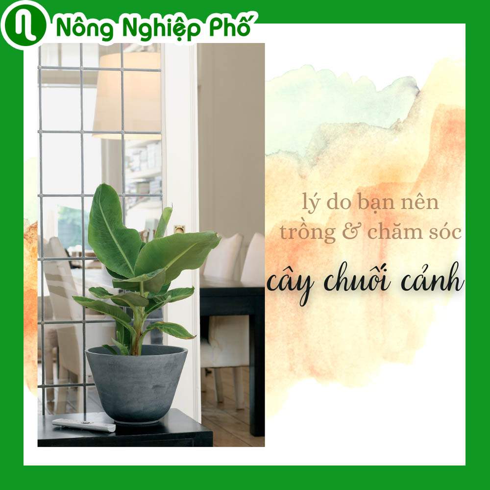 cách trồng cây chuối