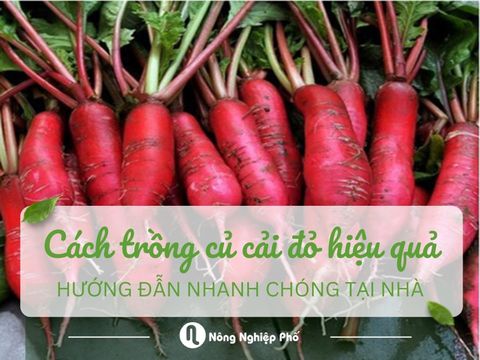 Hướng dẫn cách trồng củ cải đỏ hiệu quả, nhanh chóng tại nhà
