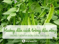 Hướng dẫn cách trồng đậu rồng tại nhà đơn giản, sai quả